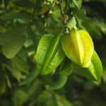 Exploring the Cultivation of Star Fruit Around the Globe