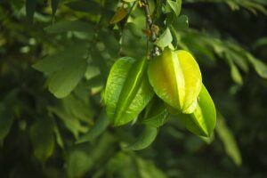 Exploring the Cultivation of Star Fruit Around the Globe