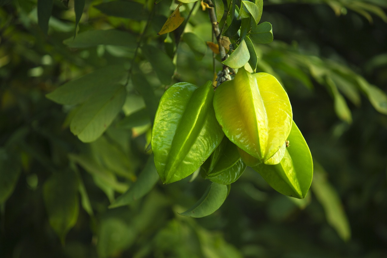 Star Fruit - Carambol
