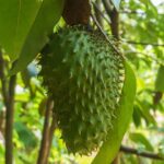 Soursop: A Closer Look at Its Anticancer Properties and Global Cultivation