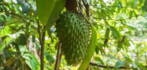 Soursop: A Closer Look at Its Anticancer Properties and Global Cultivation