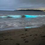 The Secret Glow Beneath the Waves: Bioluminescence in New Zealand Waters