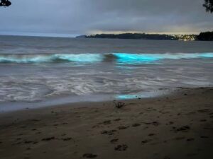 The Secret Glow Beneath the Waves: Bioluminescence in New Zealand Waters